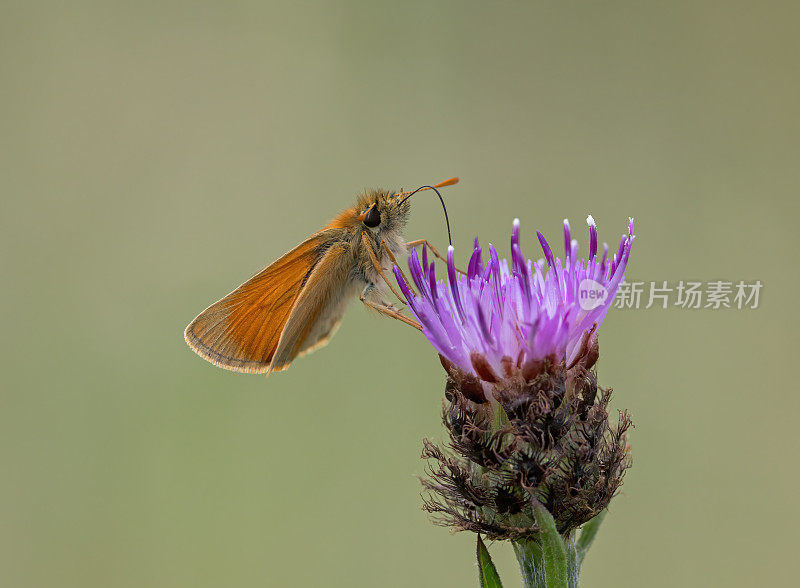 小跳蝶(Thymelicus sylvestris)